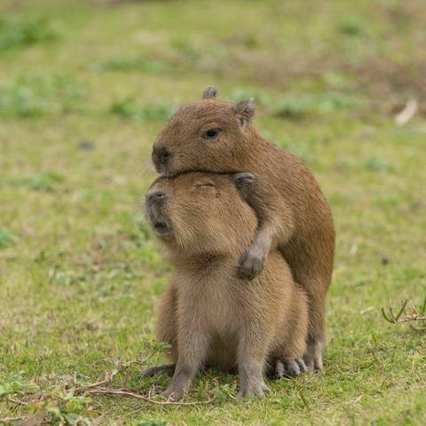 Imagen de un capibara