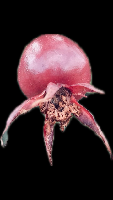 a red monster-like fruit seems to be singing (artificially put on a black background)