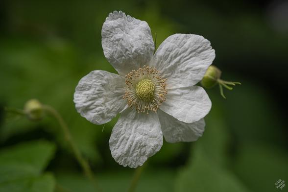 Rubus parviflorus, thimbleberry. A simple white flower with roundish petals, still wrinkled having just unfurled, a cluster of green pistils in the center, and a ring of pale gold stamens around it. A couple more buds and some leaves in the BG.