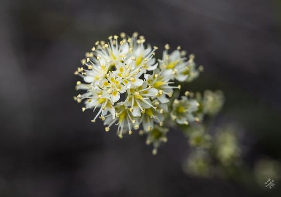 Toxicoscordion venenosum syn. Zigadenus venenosus, death camas. A spike of many small white flowers with yellow throats and prominent stamens. As you can imagine from the name, they're powerfully toxic.