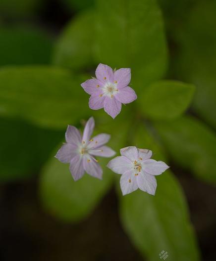 Trientalis latifolia, western star-flower. Three small pink flowers with prominent stamens and six pointed petals, above a whorl of six leaves.