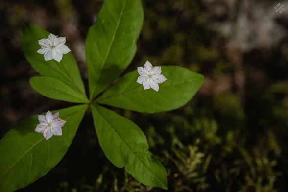 Trientalis latifolia, western star-flower. A different individual, but with the same three flowers above a whorl of six leaves. In the BG, moss.