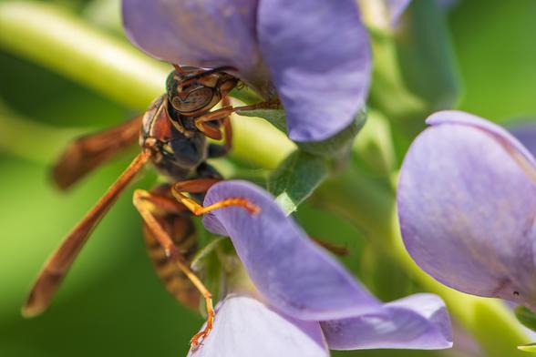 Extreme closeup photograph of a northern paper wasp grasping the side of a false blue indigo inflorescence. The flowers appear weathered and pale purple so they may be fading blue indigo but some varieties also have pale lavender petals. The wasp is facing right leaving one eye visible, is mostly in shadow, and it is using its mouth and proboscis to explore the base of one of the pale purple flowers. This species has a black abdomen with brown markings and yellow striping, a black thorax with brown and yellow markings, a black head with brown and yellow markings, two large, brown, compound eyes, two brown antennae, six brown legs, and two amber wings with dark veining.