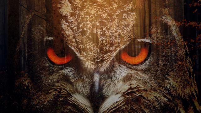 An intense close-up of an owl's eyes is blended with the backdrop of a dense, dark forest. The glowing orange eyes of the owl create a striking contrast against the shadowy trees.