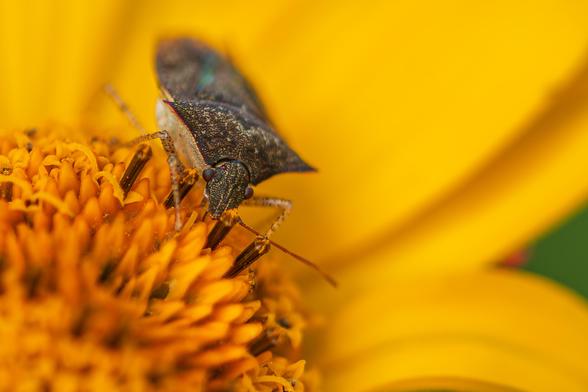 Extreme closeup photograph of a stink bug (an ID app suggests Euschistus tristigmus) standing on the golden yellow florets at the center of a golden yellow flower that appears to be a false sunflower (ID suggests Heliopsis helianthoides). This species of stink bug has a brown, pitted exoskeleton with light tan specks and vague patterning, a tan underside and tan legs covered in small brown dots. Its backside (abdomen) is shaped like a shield topped with a large plate (thorax) above it that tapers to points on either side of the body. The head is also plate-like, connects just below the thorax plate, and tapers toward the mandibles. The stink bug has two brown antennae, two brown bulbous compound eyes, and two ruby-colored simple eyes slightly above and behind the compound eyes.