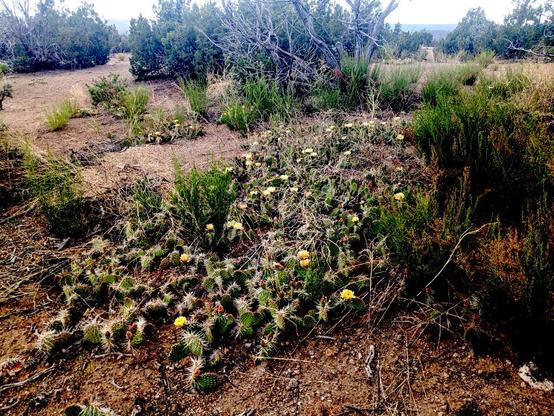 An area covered by prickly pear cactus, covered with yellow (and a few pink) flowers. Farther away you can see a few smaller cactus clumps, also flowering.