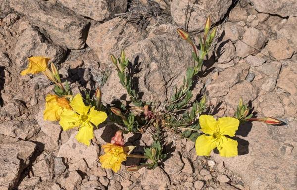 A clump of large 4-petaled, bright yellow flowers growing amid rocks and sand.