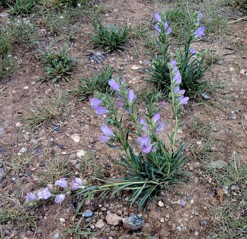 Two clumps of delicate violet roughly trumpet-shaped flowers, with blue veins and white innards. They're growing from stalks maybe a foot high, and all the flowers on a given stalk point sideways in the same direction.