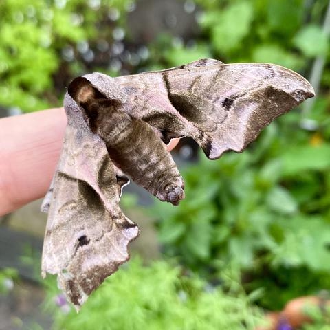 A very large 5cm aeroplane shaped moth on a finger. Its wings angle sharply back diagonally from its head and upper abdomen giving it an aeroplane or wide arrowhead appearance.  Its wings start narrow and then widen into an angular square towards the end.  They are a warm grey with chocolate brown smudges.  Its abdomen is very chunky and is more chocolate brown.  The background is blurred foliage.