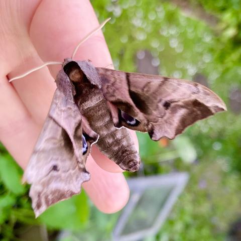 The same moth described in the previous picture.  This time it rests on a finger on an upturned palm.  Its wing ends are blurred because it is flapping ready to take-off.  The difference with this picture is that it is partially revealing its underwings which partially show a bullseye patter on each underwing. The eyes have a navy blue centre edged in a bright blue , and then edged again in black.  Hence its name, eyed hawk moth.