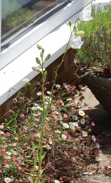 A tall plant with white, bell-shaped flowers. Behind it a what looks a bit like a very dense clump of daisies. Behind that is some brickwork and a double-glazed door of the sort that might lead into a conservatory.