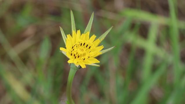 A yellow flower surrounded by a ring of 8 long green sepals which are starting to close around it.