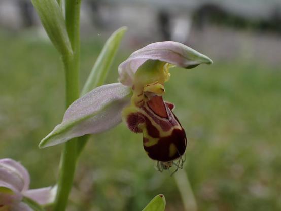 Bee Orchid flower (oblique view). Orchid flowers have a hood at the top, petals projecting sideways, the wings, and a complex lower part the lip, used as a landing area by pollinators. The hood and wings of Bee Orchids are a light lilac, the bulk of the lip is a deep rich burgundy.