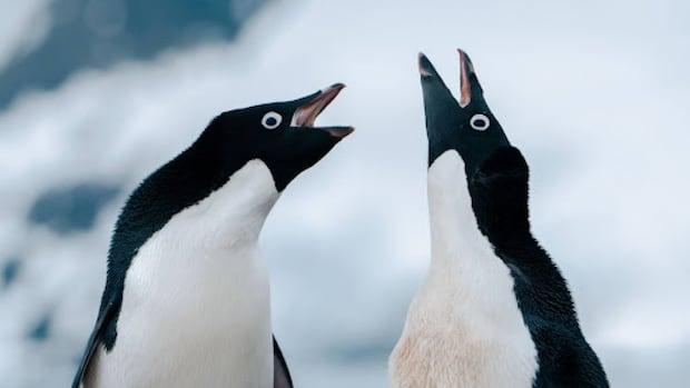 a stock photo of two penguins facing one another
