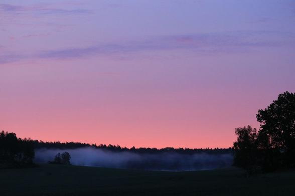 A landscape over a field a very early morning, before sunrise. A dark silhouette of the forest at the horizon with mist over a small lake. Some trees in the distance a bit to the left in front of the mist and some a bit more narrow at the left side. Closer some trees to the right and above a pink sky with some really thin lines of pale blue clouds and at the top the pink sky change to very pale blue.