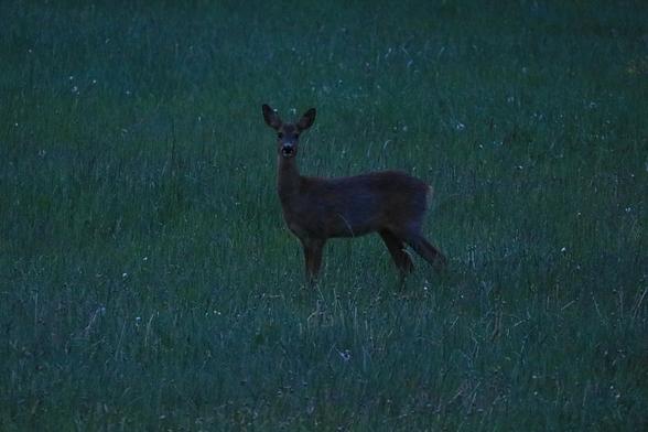 A Roe deer standing on a field with grass and dandelions that has turned into stalks without any flowers or seeds left.
She is seen from her left side, but looking straight in to the camera as I was whishing her a good morning.