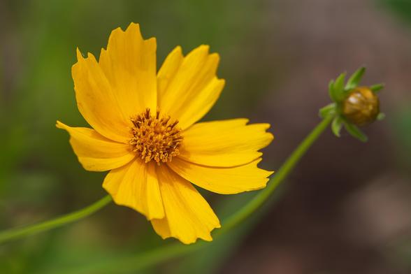Closeup photograph of a lanceleaf coreopsis flower (Coreopsis lanceolata seems likely). Lanceleaf coreopsis flowers have long yellow petals ending in serrated ends that radiate from a central disk filled with yellow and brown florets. Coreopsis flowers bloom atop long, slender, green, leafless stems that extend from the plant's base.