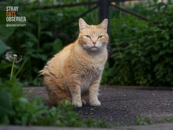 Ginger cat sits at sunset