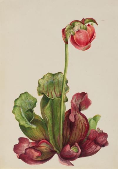 Common Pitcherplant (Sarracenia purpurea venosa)