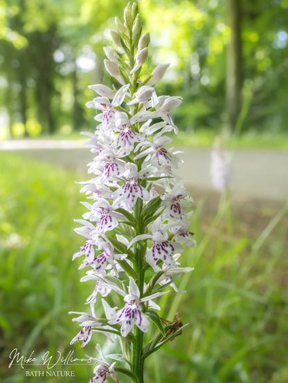 An orchid with white flowers with purple markings, growning in grass beside a wooded driveway