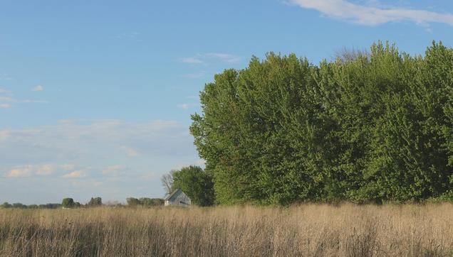 Small grey farm building in blond fields, close to giant green trees on right side of the photo, under bright blue sky.