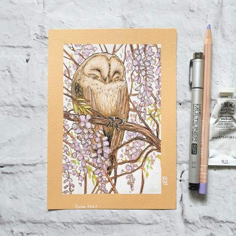 A small drawing of a barn owl sleeping in among wisteria branches. The drawing has a white background and is on warm beige paper.
An original art work
Colour pencil and mixed media on acid free toned artist paper
5 by 7 inches (12.7 by 17.8 cm).
Sold unframed