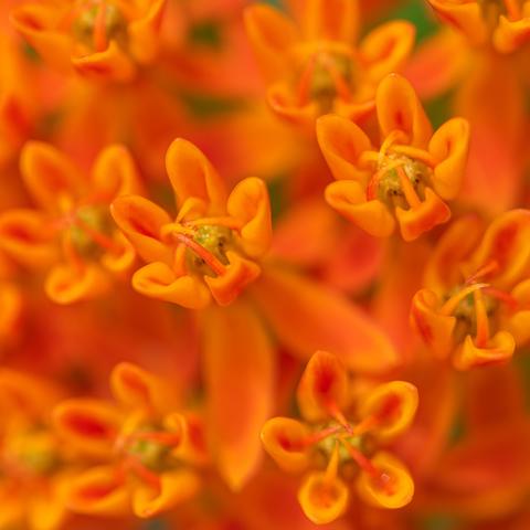 Extreme closeup photograph of orange butterfly weed flowers (Asclepias tuberosa). Each flower has five sepals and five orange petals that bend downward around the stem. Atop each flower is a structure called a corona that consists of five hood-like florets that contain curved hook-shaped structures called horns.