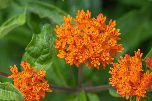 Photograph of a ball-shaped orange butterfly weed (Asclepias tuberosa) inflorescence with out of focus inflorescences and green foliage in the foreground and background. Each flower has five sepals and five orange petals that bend downward around the stem. Atop each flower is a structure called a corona that consists of five hood-like florets that contain curved hook-shaped structures called horns.
