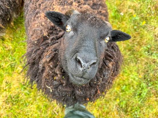 Shetland sheep