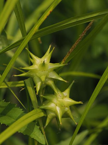Gray's sedge. Two spikey female spikelets looking like ferocious angry golf balls. the non-descript male spike is nestled behind and above, leaning at a jaunty angle