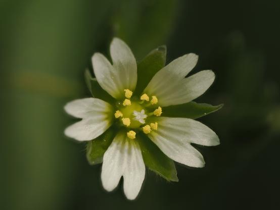 A chickweed flower. five pinked (notched) white petals around 10 fuzzy yellow anthers, which form a loose ring around a green ovary with a five-branched fuzzy white stigma.
