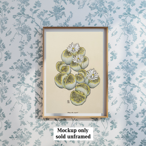A small drawing of Lithops plants, also known as stone plants. The drawing is on cream paper. It measures 5 by 7 inches.
Lithops is a genus of succulent plants. They avoid being eaten by herbivores with their camouflage as small stones, and are often known as pebble plants or living stones.
An original art work
Colour pencil and mixed media on acid free toned artist paper
5 by 7 inches (12.7 by 17.8 cm).
Sold unframed