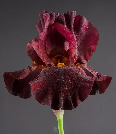 A single fully open flower on a dark grey BG. Flags are luminous wine red, falls a deeper velvety wine colour. It's very very close to being an actual red, which has been a goal in iris hybridising for some time. Beard saffron orange. Raindrops all over.
