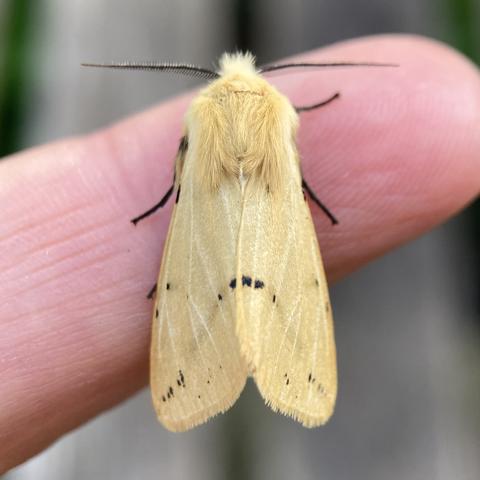 Overhead shot of 1.5cm arrowhead shaped chunky moth on a finger.  It is creamy lemon yellow with a line of small black dots and squares that rise from one bottom wing corner to the middle and then fall to the other wing corner in an upside down U shape. It has a yellow furry head, two antennae that point left and right and black, spider-like legs.