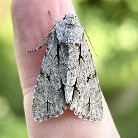 Overhead shot of a chunky 1.5 cm arrowhead shaped moth. It is brushed steel grey with very distinctive black dagger or elongated  t marks all over its wings. It is a very striking moth.