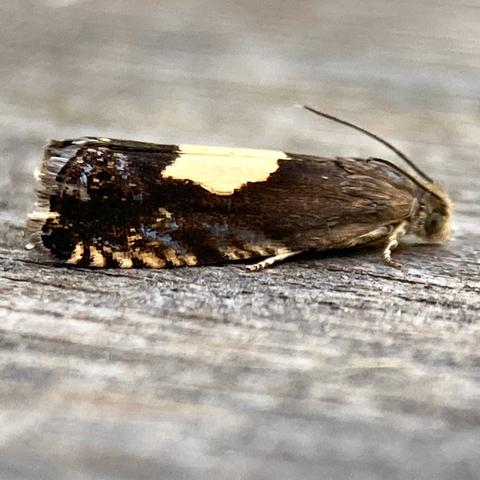 Side on shot of a miniscule 0.5cm micromoth.  It is cylindrical or a long bullet shape holding its wings in a tented position over its abdomen.  It is dark brown with a distinctive sycamore leaf shaped yellow mark on its back. On the wing edge there are gold and metallic blue flashes.  The back wing edge is fringed.