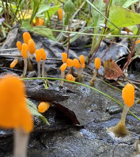 Several orange tipped swamp beacon mushrooms emerging from muddy leaf litter on the edge of a swampy bog. They look like slightly deformed matchsticks sticking up out of the ground.