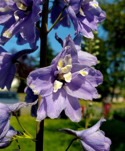 A close-up photograph presents a vibrant purple delphinium flower, showcasing its delicate petals and prominent white and yellow nectar guides at its center. A bee is visible, actively collecting pollen within the flower's core. The flower grows on a sturdy brown stem. The background includes a clear blue sky and a blurry, green grassy area suggesting an outdoor setting, adding depth to the image.