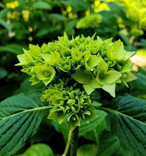 A close-up of a lush, spherical hydrangea bud. The bud is a distinctive bright green, with tightly clustered, unopened petals. Surrounding the bud are large, deeply veined green leaves, creating a vivid, natural scene. Sunlight dapples the background, adding depth and a soft, summery feel.