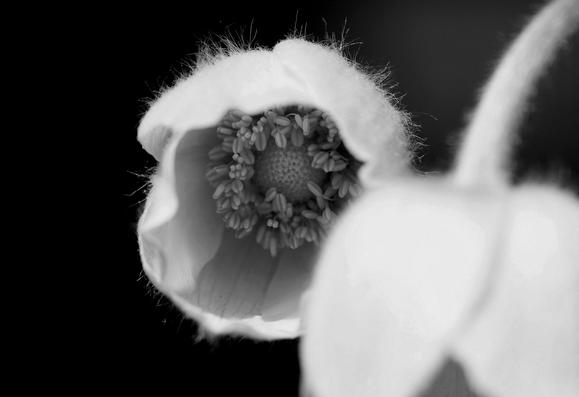 Macro photograph in black and white of a flower starting to open, with petals open enough to reveal the centre of the flower, with a multitude of stamens all close together around a globe like centre. Another flower bud is blurred in the foreground and the background is black.