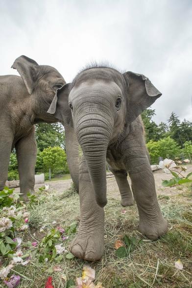 Description Provided by @OregonZoo: 
Baby elephant Tula standing on roses