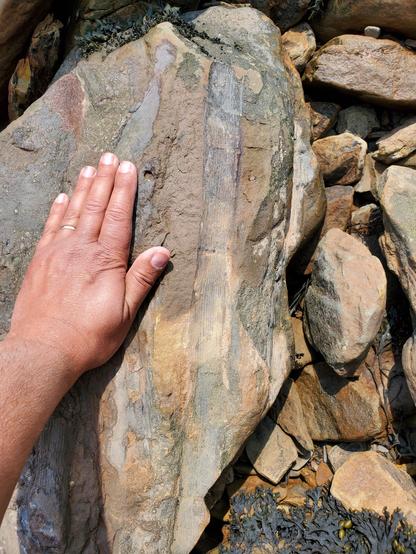 My hand for scale beside a linear striated fossil of an Equisetum-like plant in mottled brown rock.