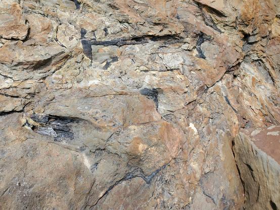 Fossil tree trunks embedded in a cliff face.