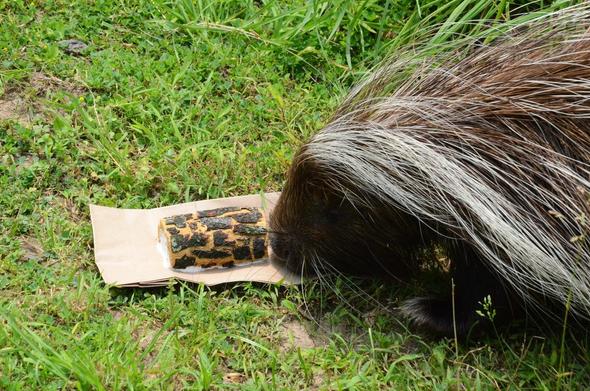 In the image, a porcupine with white and gray patches on its body is shown interacting with a small brown and black object on the ground. The porcupine is in the foreground, with the brown and black object slightly further away, and the ground appears to be a mix of dirt and grass. The background is a more muted color, providing a contrast that allows the porcupine to be the main focus of the image.