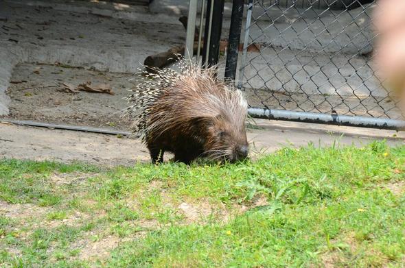 In the image, a porcupine is captured resting on the grass in an outdoor setting. The porcupine is brown and white, and its spiky legs are spread out, creating an impression of it standing still and enjoying the day. The grass appears to be dry, suggesting that the area might be experiencing a dry season. The porcupine is situated in the foreground, with a fence visible in the background, indicating that it is likely in a confined area, possibly a park or a wildlife sanctuary.