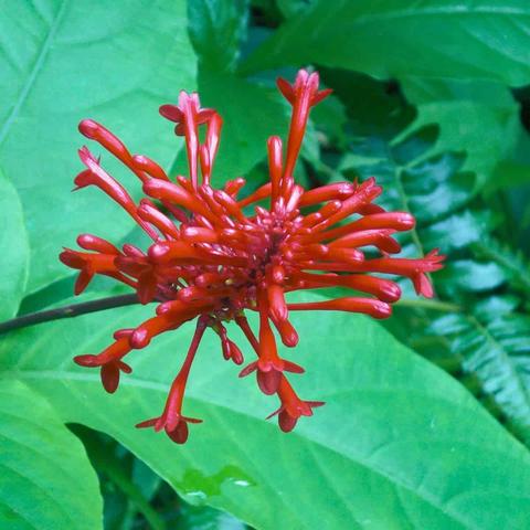 A vibrant red-orange tubular flower with numerous narrow, elongated petals radiating outward in a spiky, firework-like pattern. The flower has a deep corolla tube and is surrounded by large, bright green tropical-looking leaves. This is Odontonema tubaeforme, showing the type of deep, tubular flower morphology that would attract pollinators like hummingbirds.