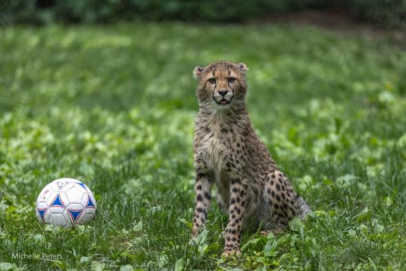 In a grassy field, a cheetah is seen sitting cross-legged next to a white and blue soccer ball. The cheetah has its body facing the camera, and a soccer ball rests on the grass close to its paws.
