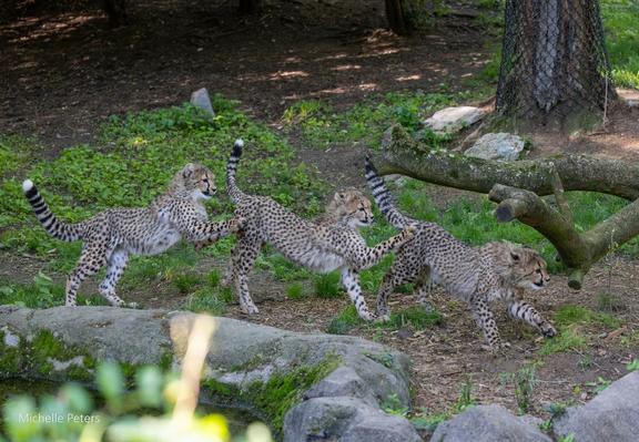 Three cheetahs are captured in a moment of play in their habitat. The cheetahs are running and leaping in the dirt, displaying their agility and strength. One cheetah is positioned in the center of the image, with the other two located towards the right and left, respectively. The background features trees and rocks, creating a natural setting for this scene of feline delight.