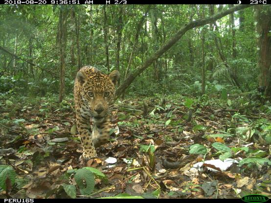 Description Provided by @NationalZoo: 
A jaguar is photographed stalking toward a deployed camera trap.