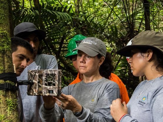 Description Provided by @NationalZoo: 
Former Smithsonian scientist Tremaine Gregory deploys a camera trap in the Amazon alongside Peruvian colleagues.